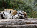 ZOO-Viden 24 srpen 2014 104.JPG